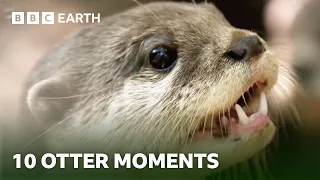 Extraordinary Otter Moments | BBC Earth