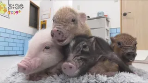 【週末ソムリエ】マイクロブタカフェで癒しのひととき?