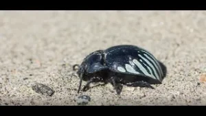 LABORATORIOS 2021: Capítulo 3, Escarabajo Alimentario