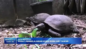PUSAT PEMBELAJARAN KURA KURA AIR TAWAR