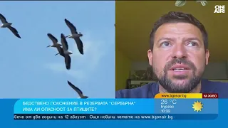 Пеликаните в "Сребърна" спряха да гнездят, нивото на водата е критично ниско