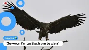Het gaat goed met deze enorme roofvogel in Flevoland
