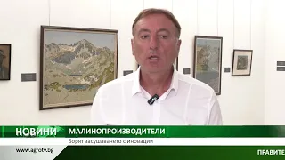 МАЛИНОПРОИЗВОДИТЕЛИ: Борят засушаването с иновации
