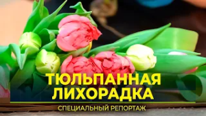 На Ямале к 8 марта распустились тюльпаны