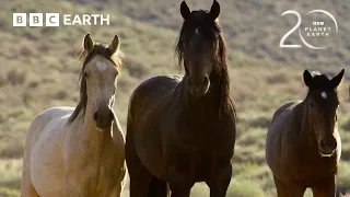Stallions Battle for Dominance | 20 Years of Planet Earth | BBC Earth
