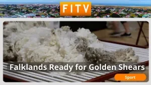 Фолклендские острова готовятся к чемпионату мира по стрижке овец Golden Shears 2026 года.