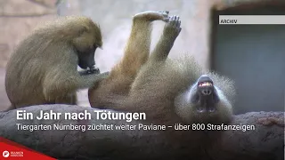 One year after the cull: Nuremberg Zoo continues to breed baboons – over 800 criminal complaints