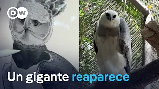 Is the harpy eagle returning to Mexico?