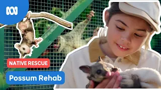 Looking after baby possums  | Gardening Australia Junior | ABC Kids