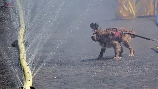 Alemanha: onda de calor leva habitantes de Colónia a refrescarem-se na névoa