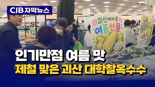 [자막뉴스] 인기만점 여름 맛...제철 맞은 '괴산 대학찰옥수수'