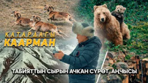 Улан Ташматов: 3 мамалагын ээрчиткен аюуну кадрга түшүрүп калгам // КАТАРДАГЫ КААРМАН
