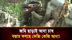 Golden harvest in abandoned sacks! Ginger cultivation is changing the fortunes of farmers | Bangl...