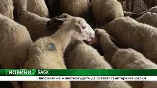 БАБХ: Напомнят на животновъдите да спазват санитарните мерки