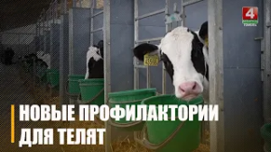 160 профилакториев для телят хотят построить на Гомельщине