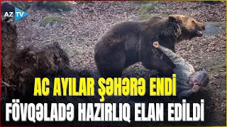 HIGH ALERT declared in Russia due to bears: ALARM bells for residents