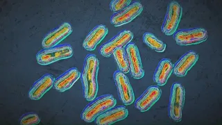 Health officials share cyclosporiasis guidance in Maine