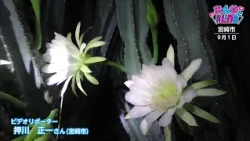 Everyone's #Link September 2026 Monthly Award "Column Cactus Flower"
