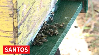 DOBRA PČELARSKA GODINA ZA DRAGANA VOJVODIĆA