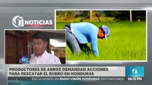 Productores de arroz demandan acciones para rescatar el rubro en Honduras