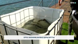 Ертіс өзенінің балық қоры артты