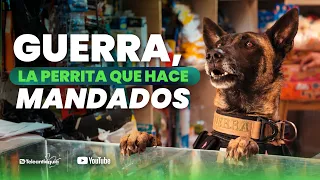 Guerra, the little dog who runs errands in Marinilla | Teleantioquia