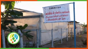 Evalúan en el municipio de Consolación del Sur el programa de plantas medicinales