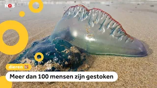 Beaches in Spain temporarily closed due to venomous creatures