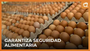 Producción nacional de huevo alcanza 3.2 millones de cajillas en enero