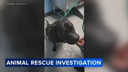 Shelter seeks answers after allegations dog was shot in rescue partner's care