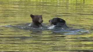 Bears beat the heat in Steamboat Springs pond