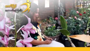 ပန်းနဲ့ ပြန်လည်ရှင်သန်သူ  - DVB Feature