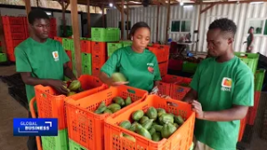 Ivorian farmers turn to papaya as cocoa yields decline