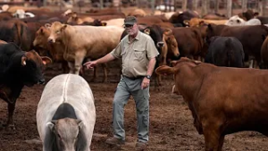 South Africa starts mass vaccination program to halt foot-and-mouth outbreak