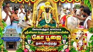கோயம்பத்தூர், காளப்பட்டி ஸ்ரீனிவாச பெருமாள் திருக்கோயிலில் கோ பூஜை நடைபெற்றது | Bhakthi News