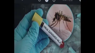 Virus Zapadnog Nila može prouzrokovati i smrtne posledice
