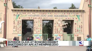 Memphis Zoo exhibit temporarily closed after bonobo cracks glass