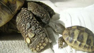 20260812 HB Zoektocht Schildpad