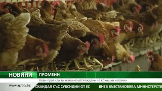 ПРОМЕНИ: Нови правила за хуманно отглеждане на кокошки носачки