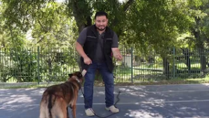 Entrenamiento Canino: ¿Cómo enseñarle a un lomito a socializar?