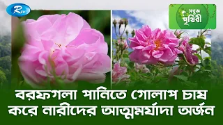 বরফগলা পানিতে গোলাপ চাষ করে নারীদের আত্মমর্যাদা অর্জন | Sobuj Prithibe | Rtv