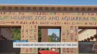 5 detained after fight breaks out at the Memphis Zoo