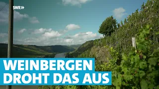 Zu hohe Kosten: Mosel-Winzer haben Angst um ihre Steillagen