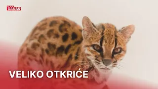Izgleda poput drugih divljih mačaka, ali DNK otkrio iznenađenje: Nova je vrsta | RTL Danas