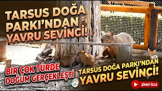 Baby boom at Tarsus Nature Park: Births across many species @Kanal33mersin