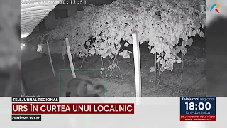 08/28 BEAR IN THE YARD August 28