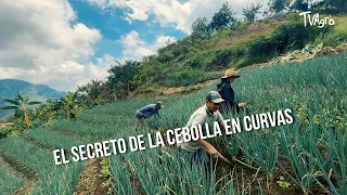 The Secret to Onion Farming on Contours 🌱- TvAgro by Juan Gonzalo Angel