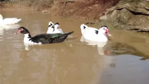 TV Informator  - VREME 20 FEBRUAR 2026