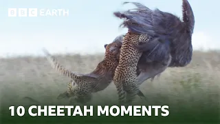 10 Incredible Cheetah Moments | BBC Earth