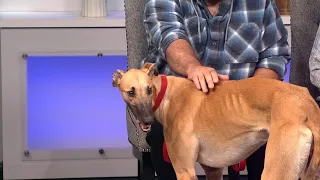 Sweet greyhound needs a forever home